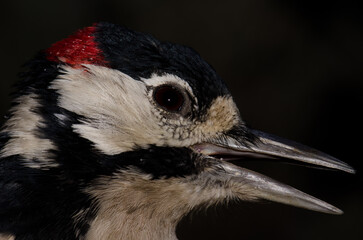 Male great spotted woodpecker Dendrocopos major thanneri. The Nublo Rural Park. Tejeda. Gran Canaria. Canary Islands. Spain.
