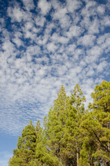Obraz premium Forest of Canary Island pine Pinus canariensis and cloudscape. The Nublo Rural Park. Tejeda. Gran Canaria. Canary Islands. Spain.