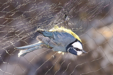 African blue tit Cyanistes teneriffae hedwigii captured in a mist net for bird banding. La Lajilla. La Aldea de San Nicolas. Gran Canaria. Canary Islands. Spain.
