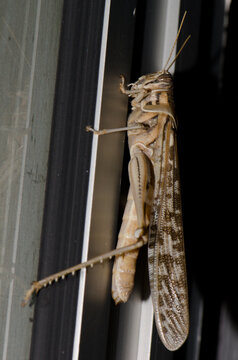 Desert locust Schistocerca gregaria. Schamann. Las Palmas de Gran Canaria. Gran Canaria. Canary Islands. Spain.