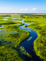 Aerial view of a lush wetland landscape. Meandering rivers wind through vibrant green grasslands, dotted with patches of water and floating vegetation.
