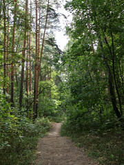 path in the forest