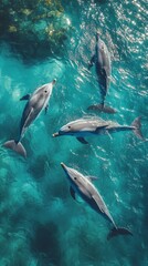 Obraz premium Dolphins swimming gracefully in clear water.