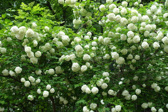 A lot of white flowers of Viburnum opulus roseum in May