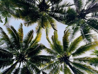 Fototapeta premium Tropical Palm Trees Canopy Viewed from Below