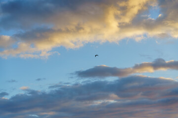 Graceful bird gliding against a backdrop of blue and golden clouds.