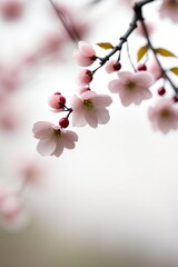 Pink blossom 