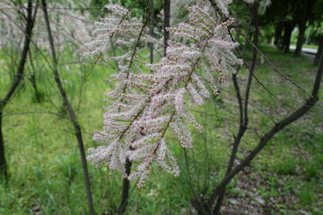 Fototapeta premium Light pink flowers and buds of Tamarix ramosissima in May