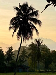 Obraz premium Tropical Sunrise with Silhouetted Palm Trees and Mountain