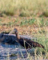 Obraz premium Red naped ibis or Indian black ibis or Pseudibis papillosa bird closeup or portrait at tal chhapar blackbuck sanctuary rajasthan india asia