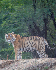 dominant wild bengal tiger or panthera tigris Ranthambore National Park Forest Reserve India. male in prime age side profile closeup with eye contact standing in territory natural green jungle safari