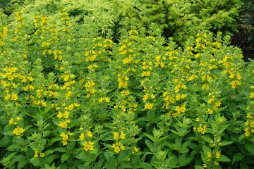 Closed buds and yellow flowers of dotted loosestrife in June