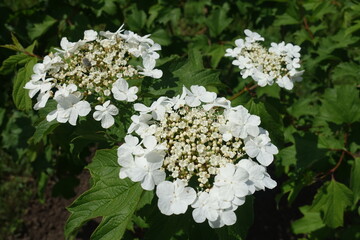 3 corymbs of white flowers of guelder rose in May