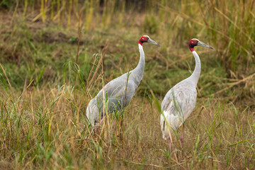 sarus crane or Grus antigone pair or couple at keoladeo national park bharatpur bird sanctuary rajasthan india asia. tallest flying bird portrait in natural green background in winter safari excursion