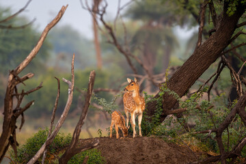 Wild female Spotted deer Chital or Cheetal or axis axis mother with her fawn keoladeo national park bharatpur bird sanctuary Rajasthan India natural scenery view winter season green colorful landscape