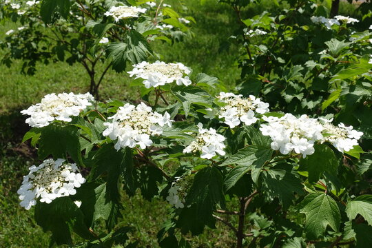 Florescence of guelder rose bush in May