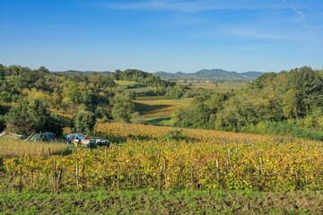 Weinanbau bei Gorizia, Görz, Region Friaul-Julisch Venetien, Italien