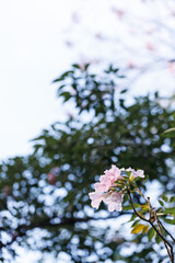 Rosy Trumpet or Pink Tacoma tree, Tabebuia rosea, cheerful blooming in park.