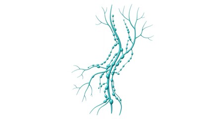 Lymphatic system illustration featuring nodes and vessels in teal
