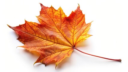Fototapeta premium Single Autumn Maple Leaf on White