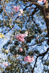 Rosy Trumpet or Pink Tacoma tree, Tabebuia rosea, cheerful blooming in park.
