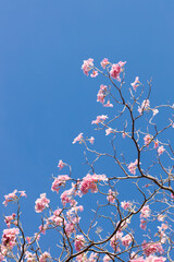 Rosy Trumpet or Pink Tacoma tree, Tabebuia rosea, cheerful blooming in park.