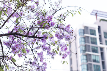 Queen's crape myrtle or Pride of India, Lagerstroemia speciosa, cheerful blooming against city scene.