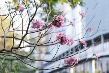 Rosy Trumpet or Pink Tacoma tree, Tabebuia rosea, cheerful blooming against city scene.