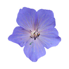 Naklejka premium Beautiful Cranesbill flowers on transparent background
