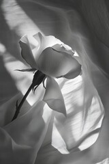 A black and white close-up of a single rose illuminated by soft light, creating dramatic shadows and highlighting delicate petal textures. Generative AI