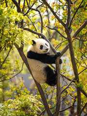 Panda on the tree in Chengdu, Sichuan © Josephe