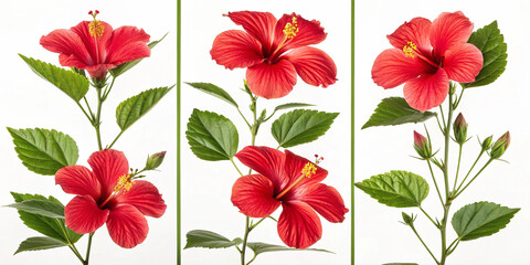 Tropical hibiscus flowers in a split-panel arrangement with green leaves, making a perfect botanical decor or digital floral pattern