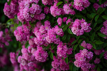 Lush bushes of lilac pink roses.
wall of blooming roses