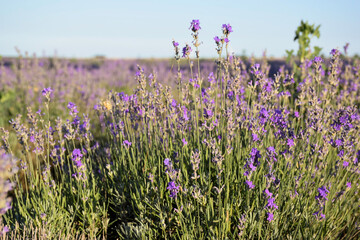 Beautiful lavender field in the clear blue sunny sky time,  Provence, France