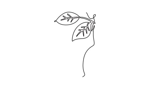 Animated self drawing of continuous line draw healthy sweet organic marula for groceries logo identity. Fresh tropical fruitage concept for fruit orchard garden icon. Full length single line animation