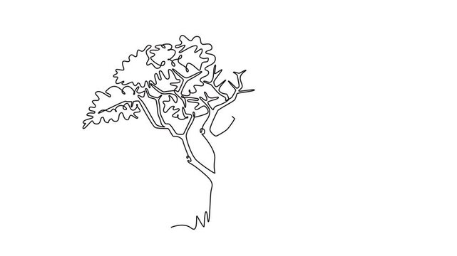 Animated self drawing of continuous line draw exotic and beauty marula tree. Decorative sclerocarya birrea for greeting post card. World tourism and travel concept. Full length single line animation