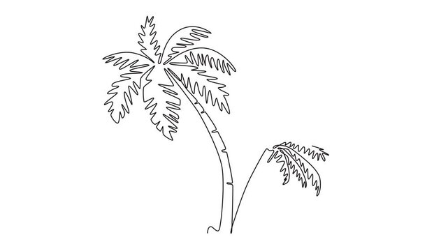 Animated self drawing of continuous line draw coconut tree logo icon. Decorative cocos nucifera, beach palm tree family concept for greeting hello summer post card art. Full length one line animation