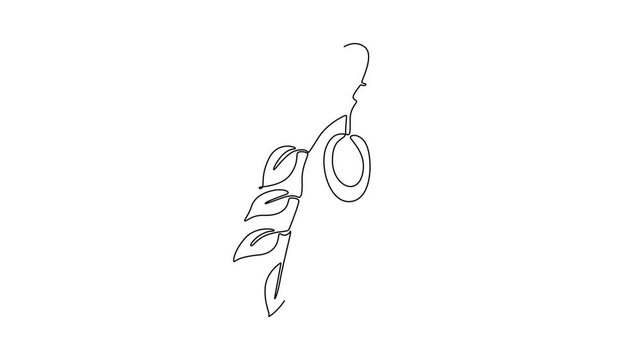 Animated self drawing of continuous line draw pile healthy organic marula fruit for orchard logo identity. Freshness core ingredients concept for fruit icon template. Full length single line animation