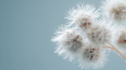 Soft Fluffy Dried Flowers Against Light Blue Background