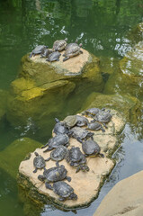 Schildkröten, Teich im Hong Kong Park, Cotton Street, Central, Hongkong, Volksrepublik China