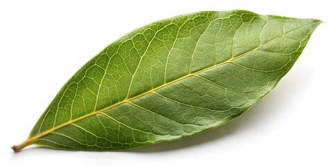 Obraz premium Single Green Leaf on White Background