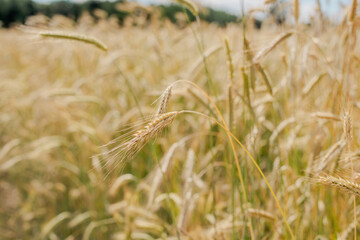 Fototapeta premium Wheat field in the evening sunlight. Spikelets