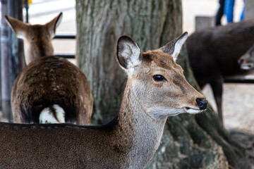white tailed deer, nara japan