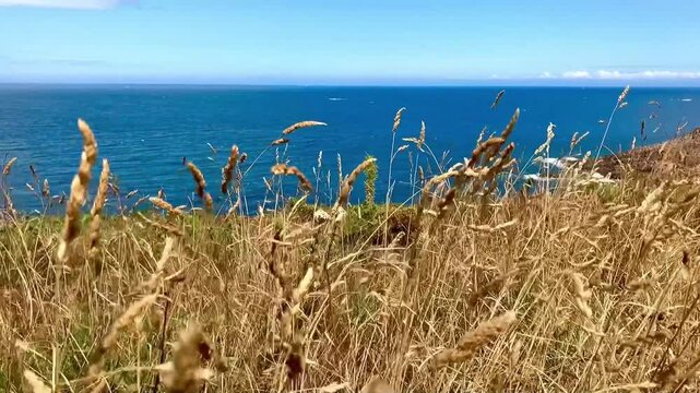 Plantes gramin&eacute;es dans le vent avec vue sur la mer.