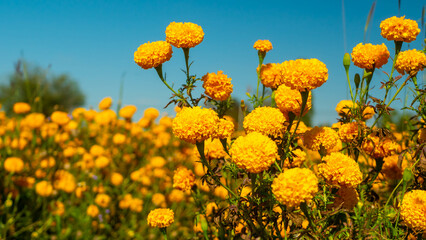 Obraz premium Vibrant Yellow Marigold Flowers Blooming Under Clear Blue Sky