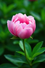 Fototapeta premium Soft pink peony petals unfurl against a lush green background, nature photography, spring blooms, garden scenery