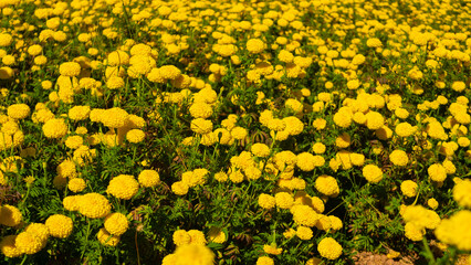 Bright Yellow Marigold Field in Full Bloom Under Clear Blue Sky