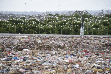 Obraz premium piles of rubbish in a dump with views of mangrove forests and cranes
