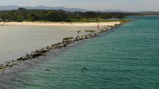 Bellinger River with pelicans on rock barrier, Urunga city in background, New South Wales, Australia. Aerial drone orbiting, low flight
