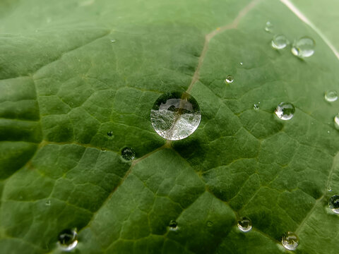 Water droplets on a green leaf macro close up. water drops on leaf. Natural background